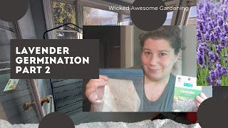 Lavender Germination Part 2 - Planting after 4 weeks of Cold Stratification