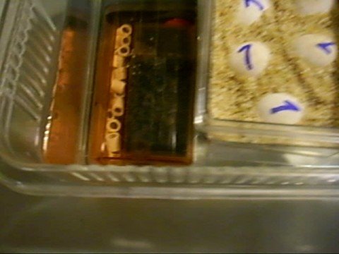 comment augmenter humidité couveuse
