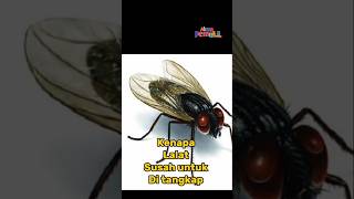 Download lagu Kenapa Lalat Susah untuk di Tangkap ?? mp3