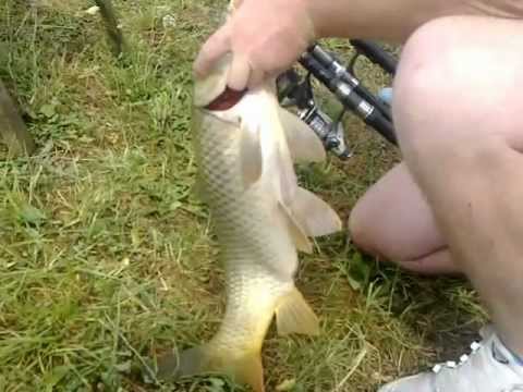 Crap la pensiunea Violeta Saschiz