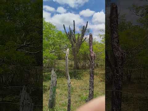 estrada antiga,na região de Candeal bahia#sertão #viral