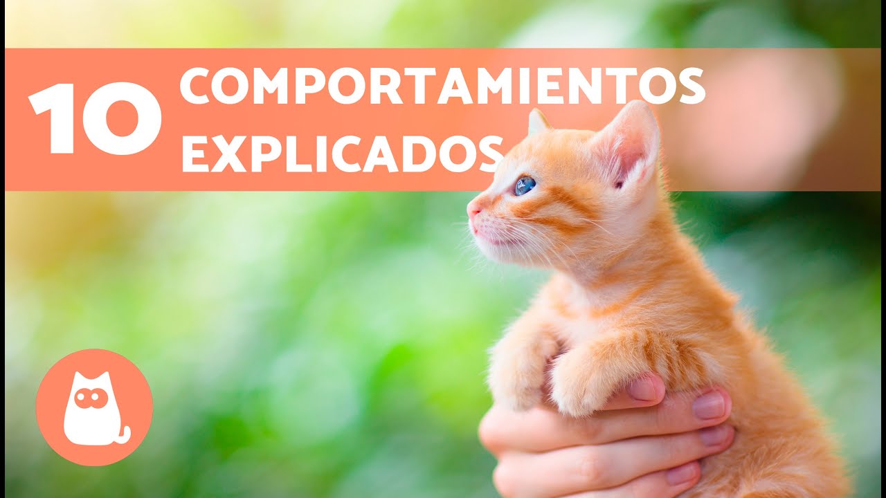 10 COMPORTAMIENTOS de los GATOS explicados 🐱❓
