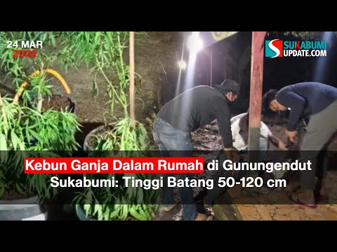 Ada Kebun Ganja Dalam Rumah di Gunungendut Sukabumi: Tinggi Batang 50-120 cm