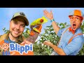 Blippi Explores The Rainforest With Brave Wilderness BraveWilderness Educational Videos For Kids