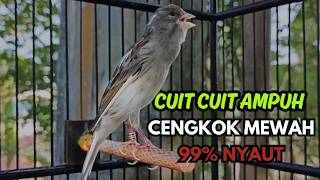 Download lagu KENARI GACOR  Cuit CUIT BIRAHI SUARA Kenari MASTERAN TERBAIK UNTUK PANCINGAN & MASTERAN Kenari PAUD mp3