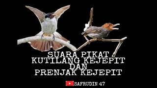 Download lagu SUARA PIKAT BURCIL KOMBINASI ||KUTILANG DAN PRENJAK KEJEPIT mp3