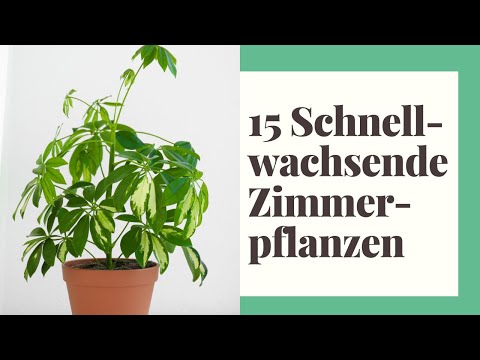 , title : '15 Schnellwachsende Zimmerpflanzen für Ihr Zuhause'