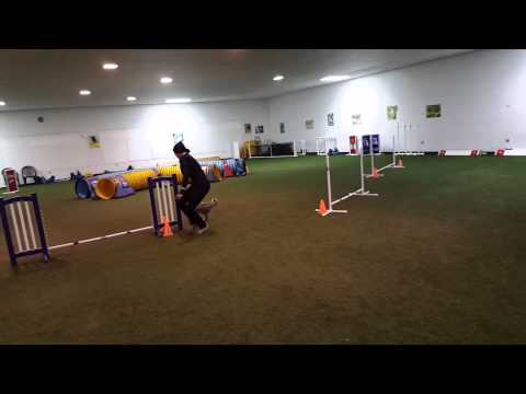 Blazin' Doggie - Puppy Agility Training (12-30-15)