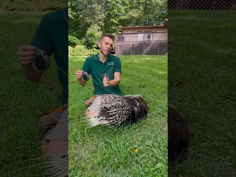 Porcupines cannot shoot their quills!