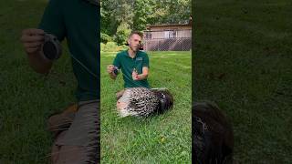 Porcupines cannot shoot their quills!