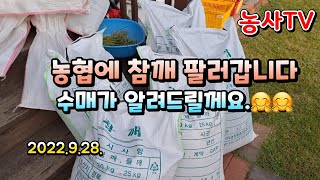 농협에 참깨 팔고 왔습니다. 참깨수매가 알려드립니다. 들깨도 수매한데요.
