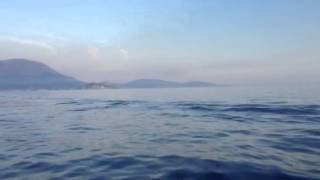 Dolphins in Montenegro