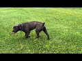 Cane Corso Talk 2025 Was Kommt Als Nächstes