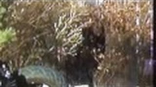 Real Demon, Spirit, Death Angel at the scene of a fatal acc