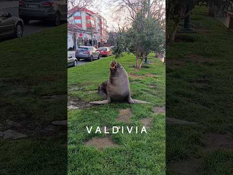 Valdivia: entre lluvia y sol. #chile #naturaleza #chilelindo #travel #surdechile #losríos #valdivia