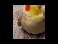 Cookie Song Cockatiel One Hour