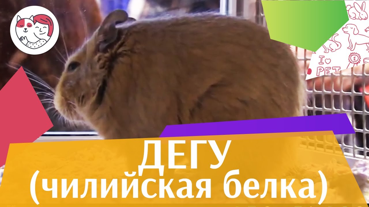 Дегу или чилийская белка Рацион на ilikepet