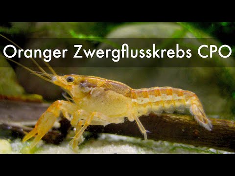 Orange Mexican Dwarf Crayfish | Cambarellus patzcuarensis Orange CPO
