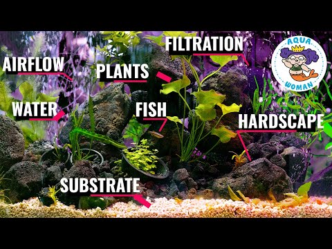 Episode 4: Setting Up My First Planted Aquarium
