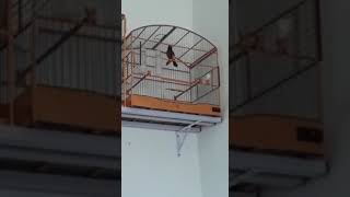 Curió galador IMPERADOR primeiro ano de preto
