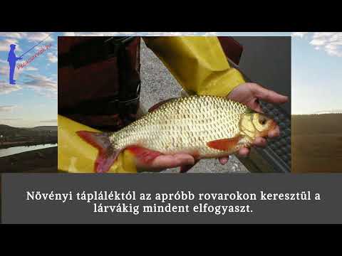 füstölt harcsa paraziták