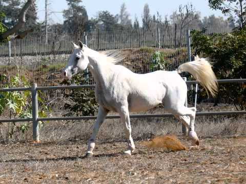 Zarka ( Shahir IASB + Aasifa ) Straight Egyptian Arabian