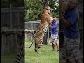 Siberian Tigers are Huge