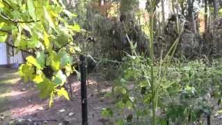 SALVAGING VEGGIES AFTER FROST