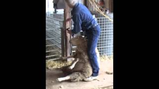 Professional Large Flock Shearing