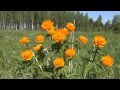 Цветы сибирские лесные орхидеи жарки земляника незабудки +Эксдачник 