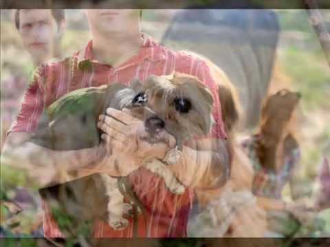 Mircea Vintila - Pe corso