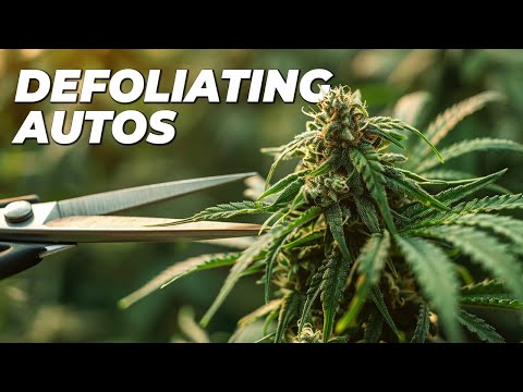 Is it Safe to Defoliate Autoflowering Cannabis?