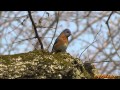 Spring Songs with Titmouse Calls, Bluebird and ...