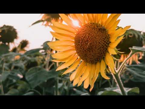 Kurz zázraků: Dávat a přijímat znamená ve skutečnosti totéž (Lekce 108)