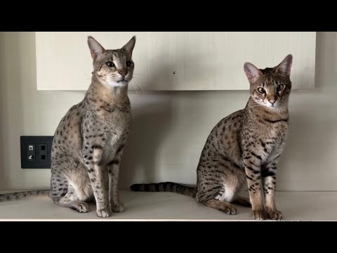 F2 Savannah Cats Exploring Our New Electric Fireplace. So Cute!