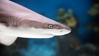 Best Sharks for a Home Fish Tank | Aquarium Care