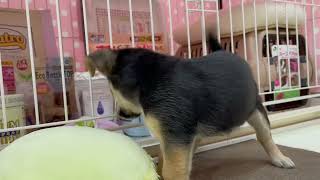 ハーフ犬の動画01