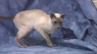 Siamese Cat Breeders