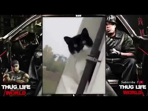 Gringo Haribo Katze Thuglife