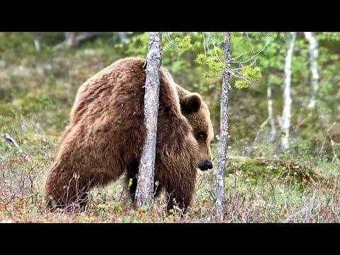 Mystikal (feat. Pharrell) - Shake Ya Ass - Grizzly Bears Dancing