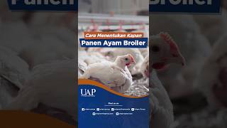 Download lagu WHEN SHOULD YOU HARVEST BROILER CHICKENS??? mp3