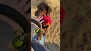 Video preview image #1 Dachshund Puppy For Sale in Corona, CA, USA