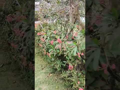 Chácara de 1.000 m² com Pomar e Poço em Ibiúna