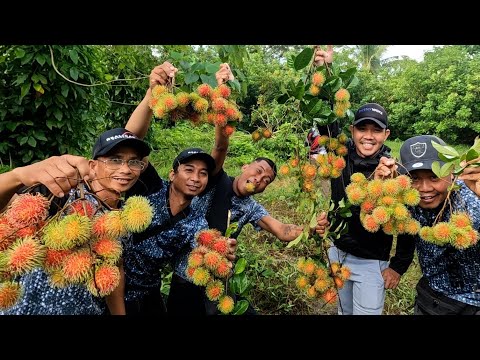 EP811-P2 - Rambutan and Lanzones Harvest | Or. Mindoro