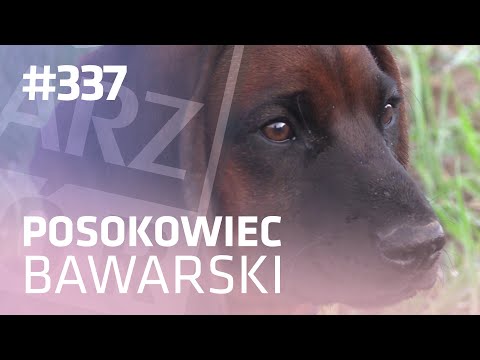 Darz Bór odc 337 - Posokowiec bawarski