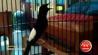 Download lagu Murai Batu Istimewa 100jt mp3