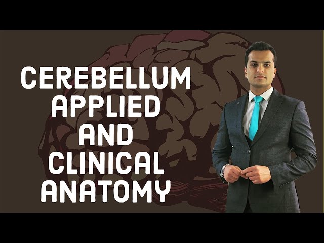 Comprehensive Overview of Cerebellum Applied and Clinical Anatomy and ...