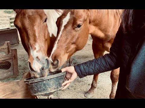 Benefits of Flax seed Oil for Horses & How to Feed