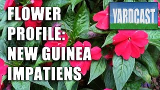 Flower Profile - New Guinea Impatiens