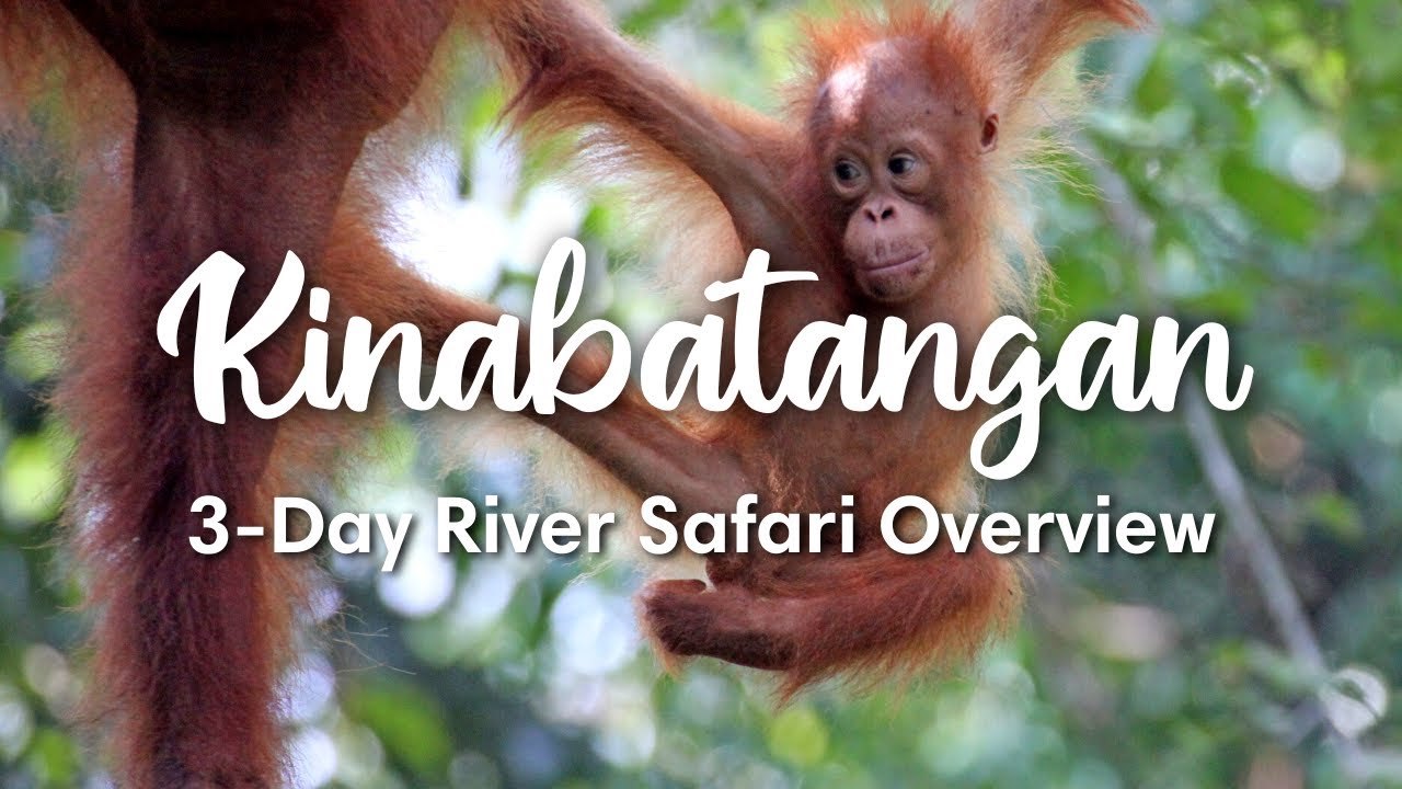 KINABATANGAN RIVER, SABAH | Overview 3-Day Kinabatangan River Safari in Sabah, Malaysia